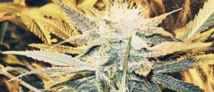 Learn how to build a grow room for marijuana.