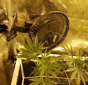 Clip on fans are a great way to provide air circulation above the canopy in your weed grow tent