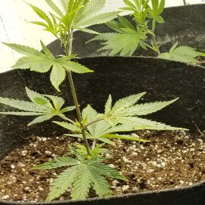 These young weed plants are growing in coco coir in cloth grow bags.
