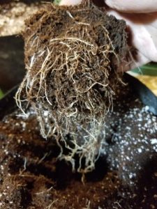 Gently loosen the roots of your marijuana clones before transplanting. Try to spread the roots out within the new container before backfilling the coco/perlite mixture.