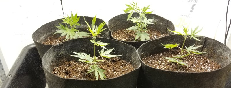After you have transplanted your weed plants into their new coco coir containers, your plants are ready to go under an 18-hour-on, 6-hour-off light cycle during the vegetative stage.