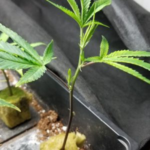 Maintaining the best humidity for growing weed clones is easier with a plastic plant hood.