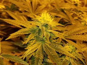The flowering cycle for weed is triggered by switching lighting to 12 hours on, 12 hours of uninterrupted darkness.