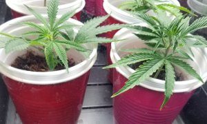 Small cups are perfect containers for growing weed clones or seeds. Using a clear cup inside allows you to easily monitor root growth.