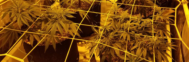 Humidity for growing weed can be made more consistent by proper plant training to prevent damp spots from forming where leaves touch each other.
