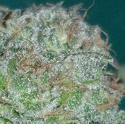 When nearly all of the pistils on the buds turn orange and curl in your plant is usually ready to harvest.