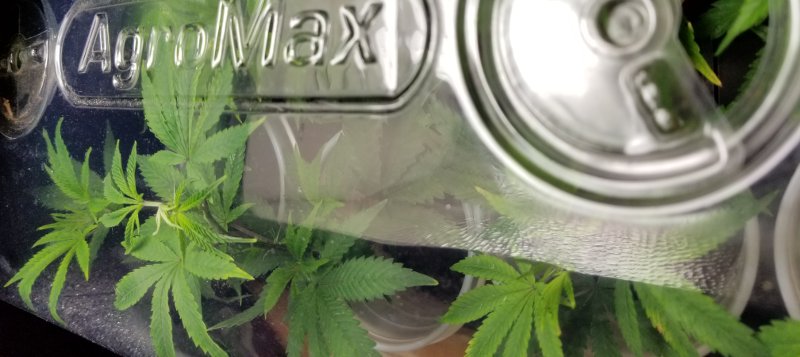 Using a clear plastic dome over your new marijuana clones will ensure a high humidity level that allows the plants' leaves to absorb moisture from the air until their roots have formed.
