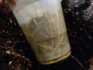 Solo cups may be the best container to grow weed clones in coco coir. Use a clear cup covered by a dark cup so you can easily monitor root growth.