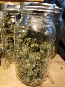 Properly drying and curing your marijuana is a critical step to ensure your marijuana grow yield the best quality buds.