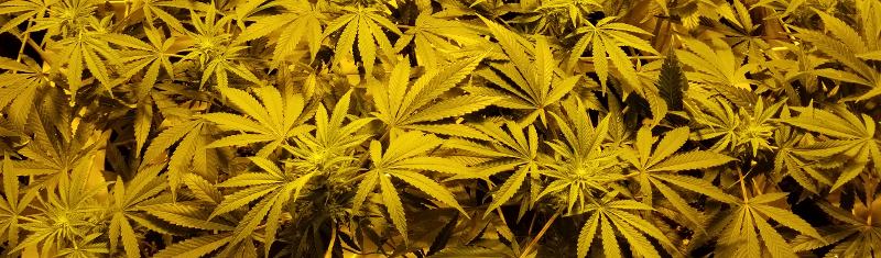 It's easy to learn how to grow weed indoors when you plan correctly and spend a little time reading up on how to grow marijuana.