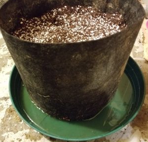 Water a light mix of nutes to runoff and let coco sit for a day ahead of transplanting your weed clones. Don't let container sit in runoff water.