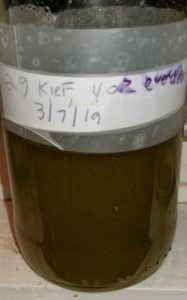 Kief tincture made using the freezer method after 6 months of extraction